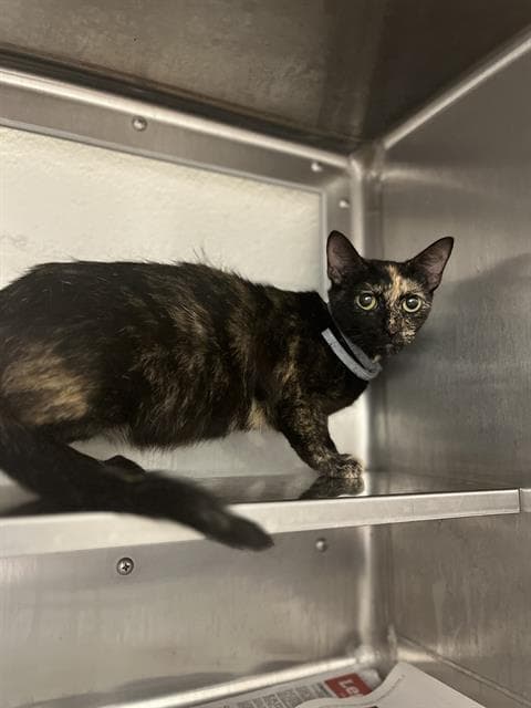 Sunset - Domestic Short Hair