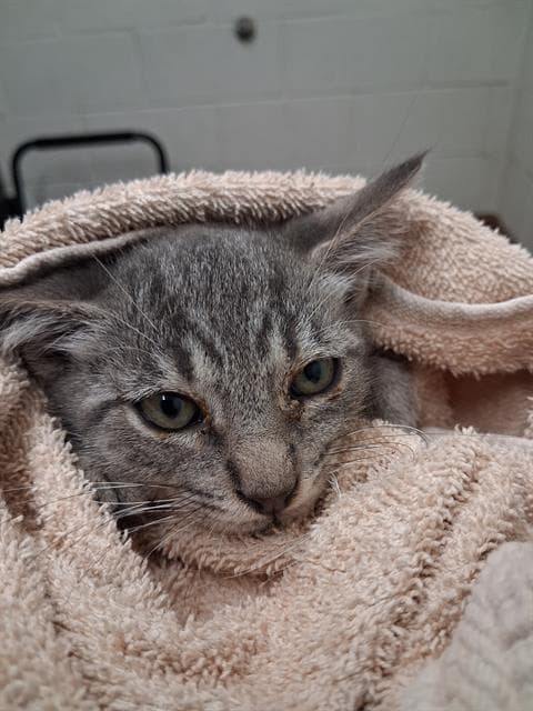 Unknown - Domestic Short Hair