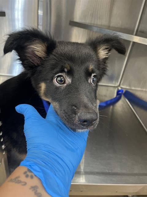Unknown - German Shepherd Dog