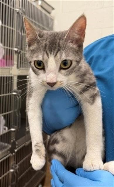 Unknown - Domestic Short Hair