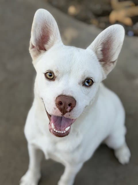 Bolt - French Bulldog