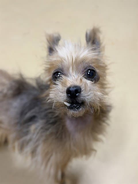 Bailey - Yorkshire Terrier Yorkie