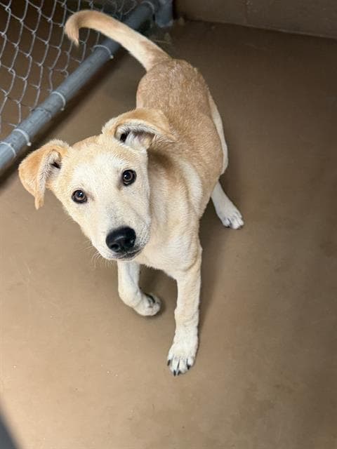 Unknown - Labrador Retriever