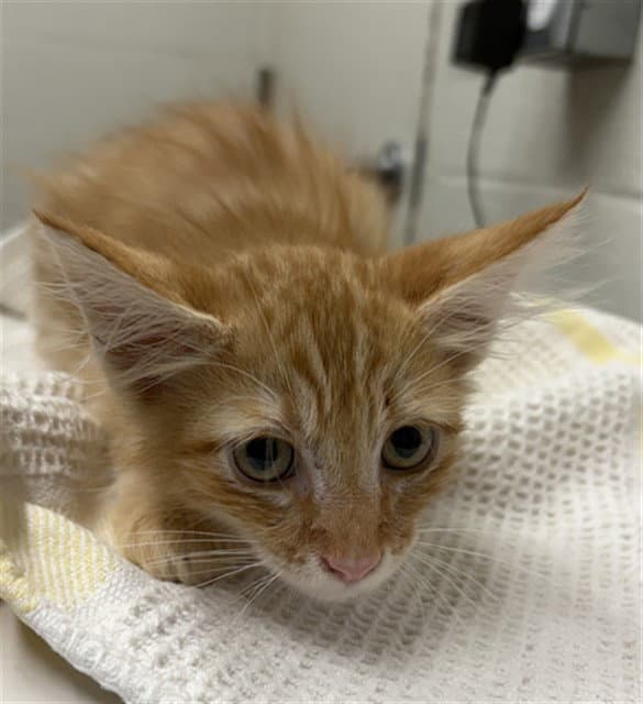 Unknown - Domestic Medium Hair