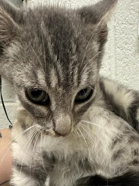 Uranus - Domestic Short Hair