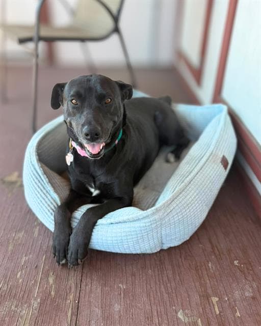 Sweetie - Labrador Retriever