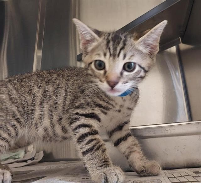 Unknown - Domestic Short Hair