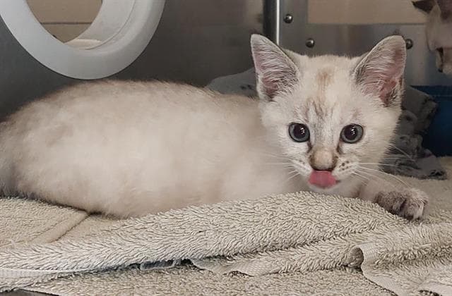 Unknown - Domestic Short Hair