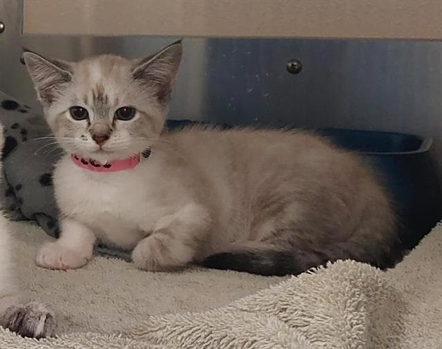 Unknown - Domestic Short Hair