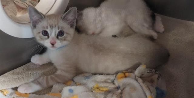Unknown - Domestic Short Hair