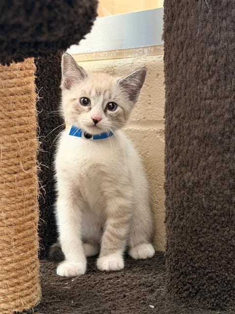 Unknown - Domestic Short Hair