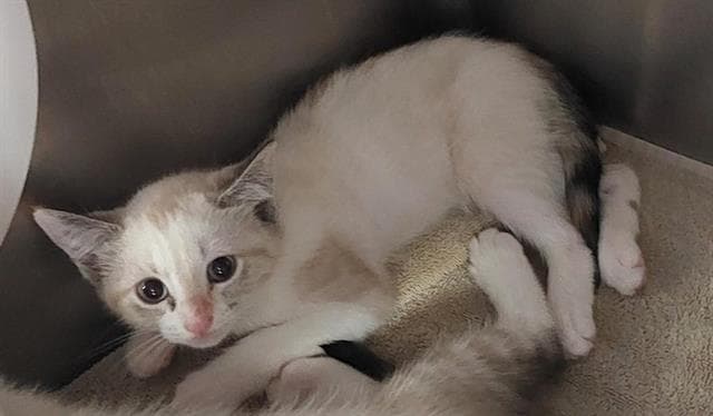 Unknown - Domestic Short Hair