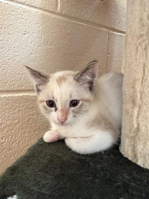 Unknown - Domestic Short Hair