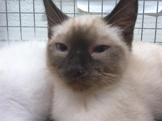 Unknown - Siamese