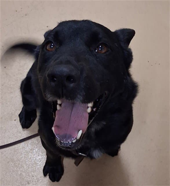 Negro - Labrador Retriever