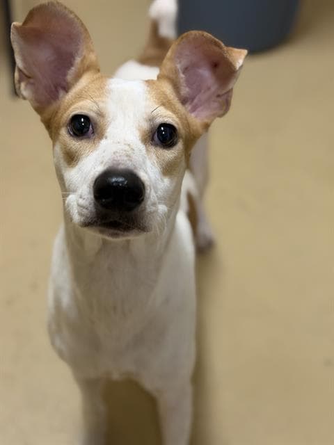 Unknown - Terrier