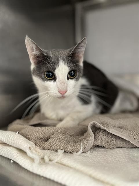 Wanda - Domestic Short Hair