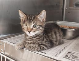 Sammie image 1