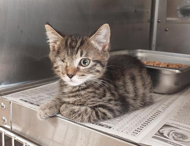 Sammie - Domestic Short Hair