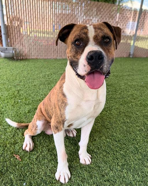 Thor - Boxer