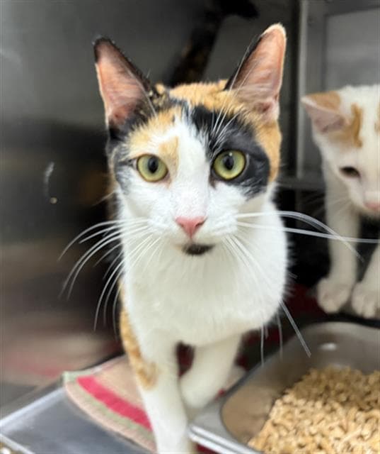 Bridgit - Domestic Short Hair