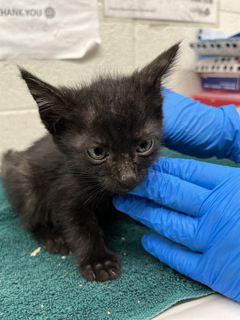 Ryder - Domestic Short Hair