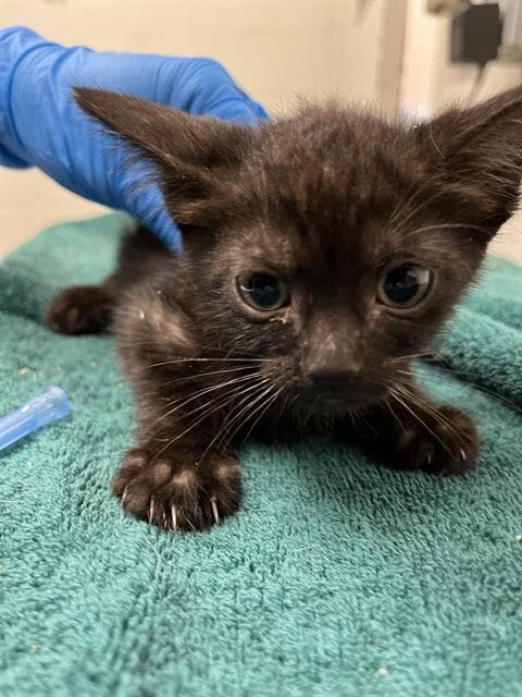 Sydney - Domestic Short Hair