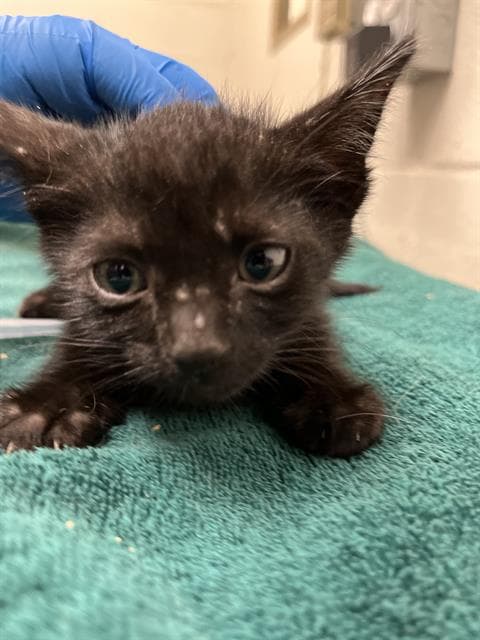 Dallas - Domestic Short Hair