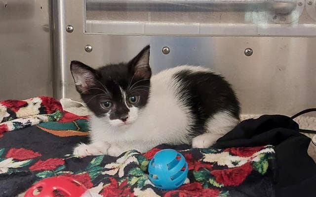 Oliver - Domestic Short Hair