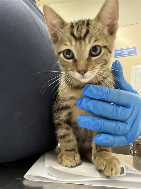 Lawrence - Domestic Short Hair