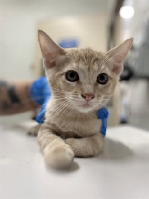 Lani - Domestic Short Hair