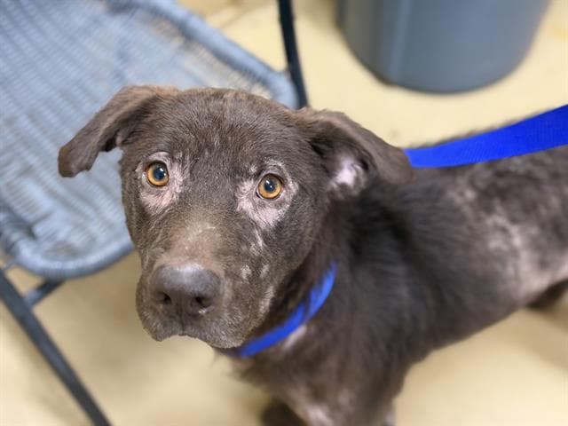 Otto - Labrador Retriever