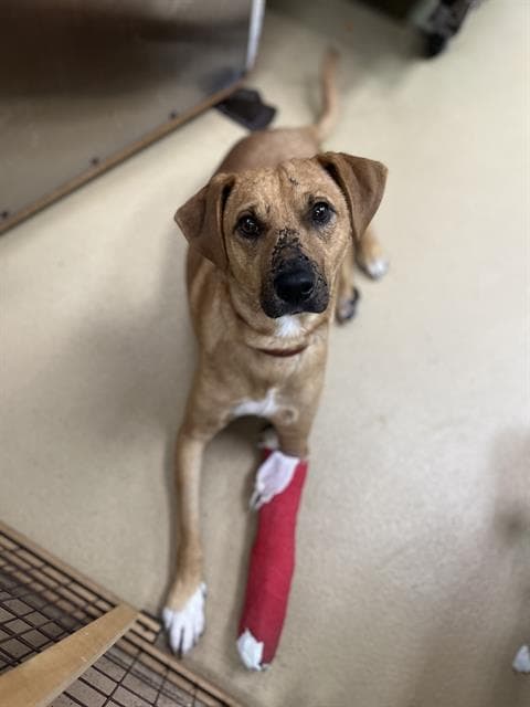 Bart - Labrador Retriever