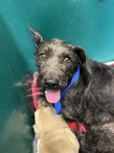 Perla - Scottish Terrier Scottie