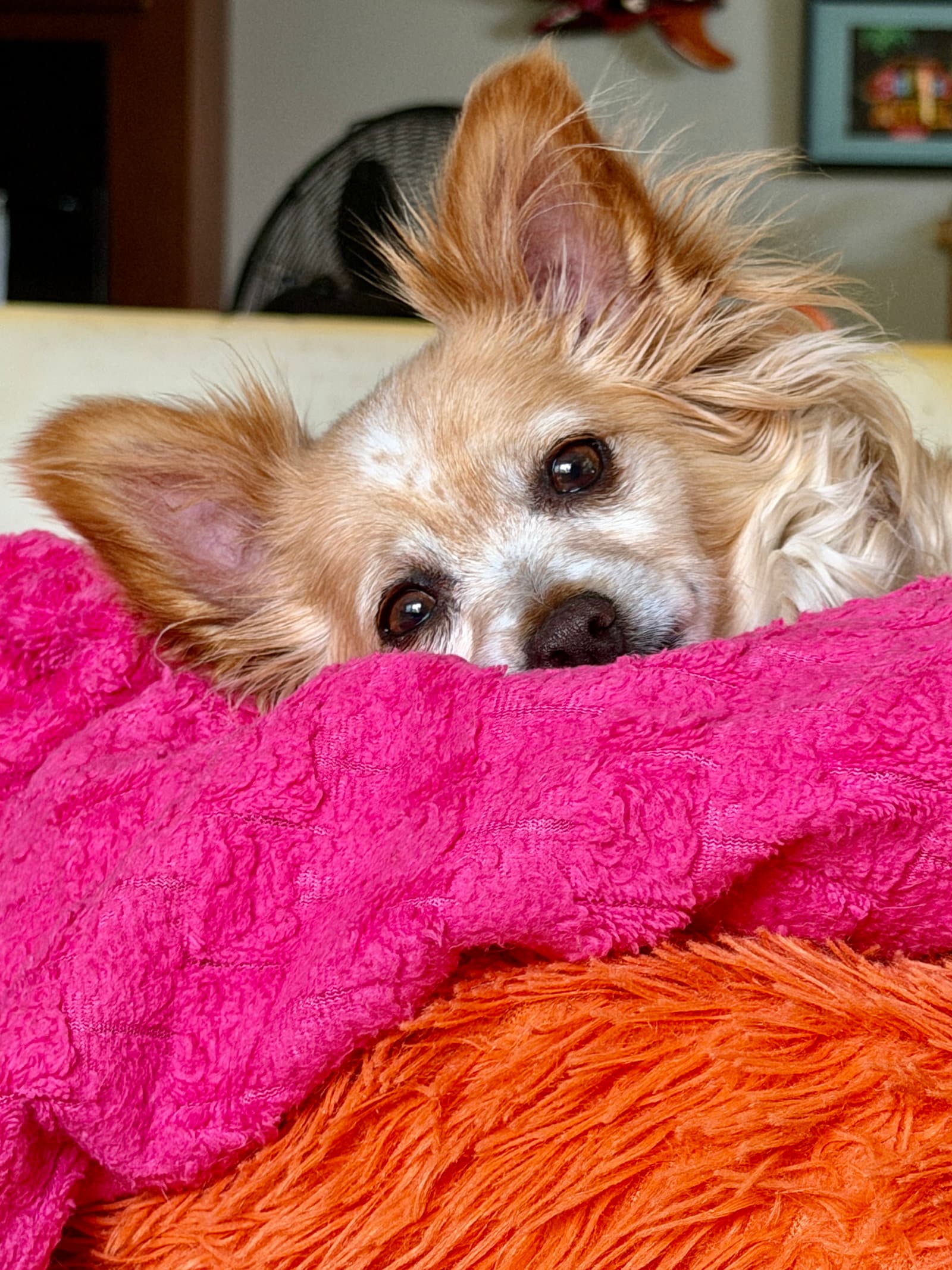 Naomi Mcgee - Chihuahua