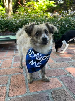 Birdie And Minnie Bonded Pair Blind Dogs image 1