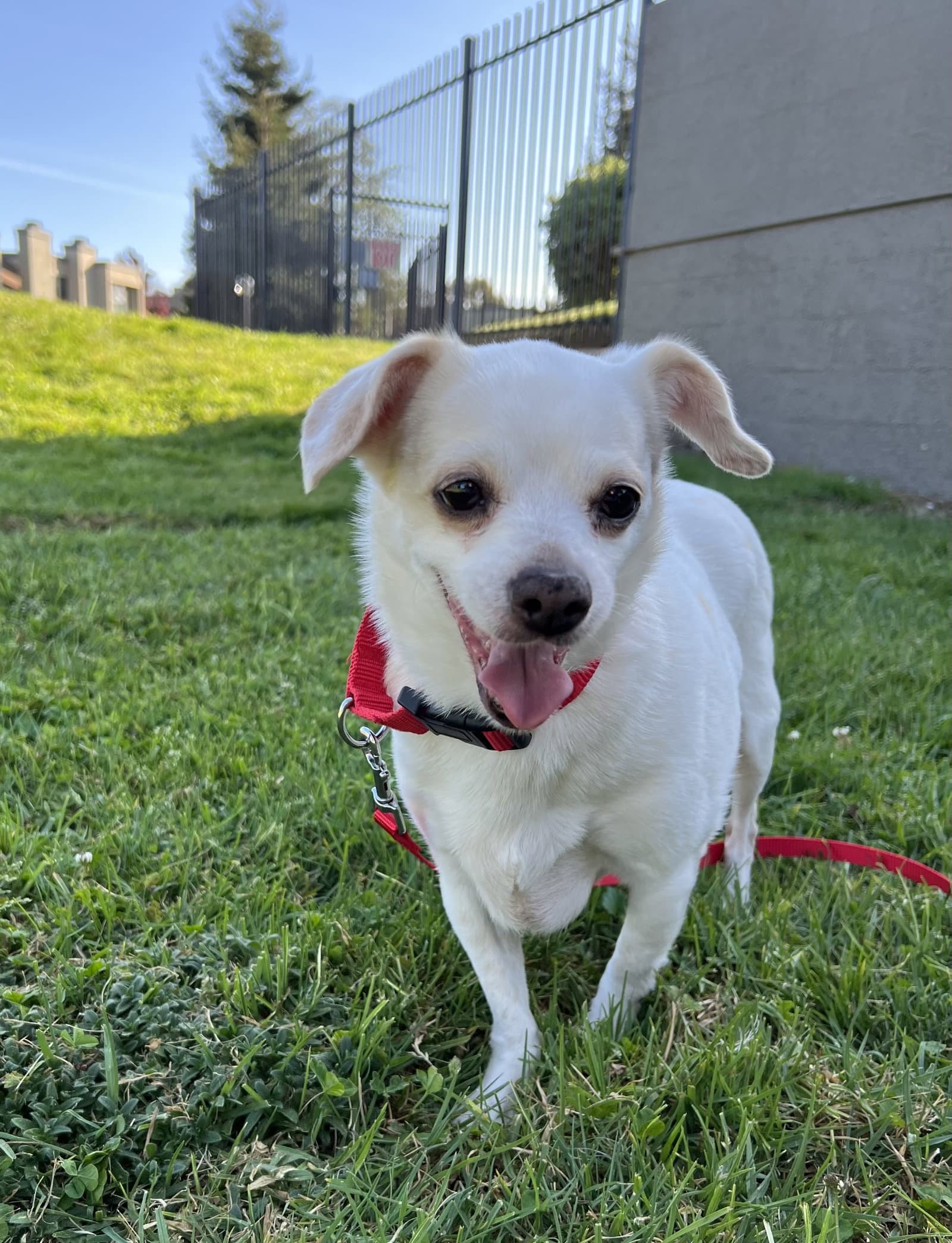 Lana - Chihuahua