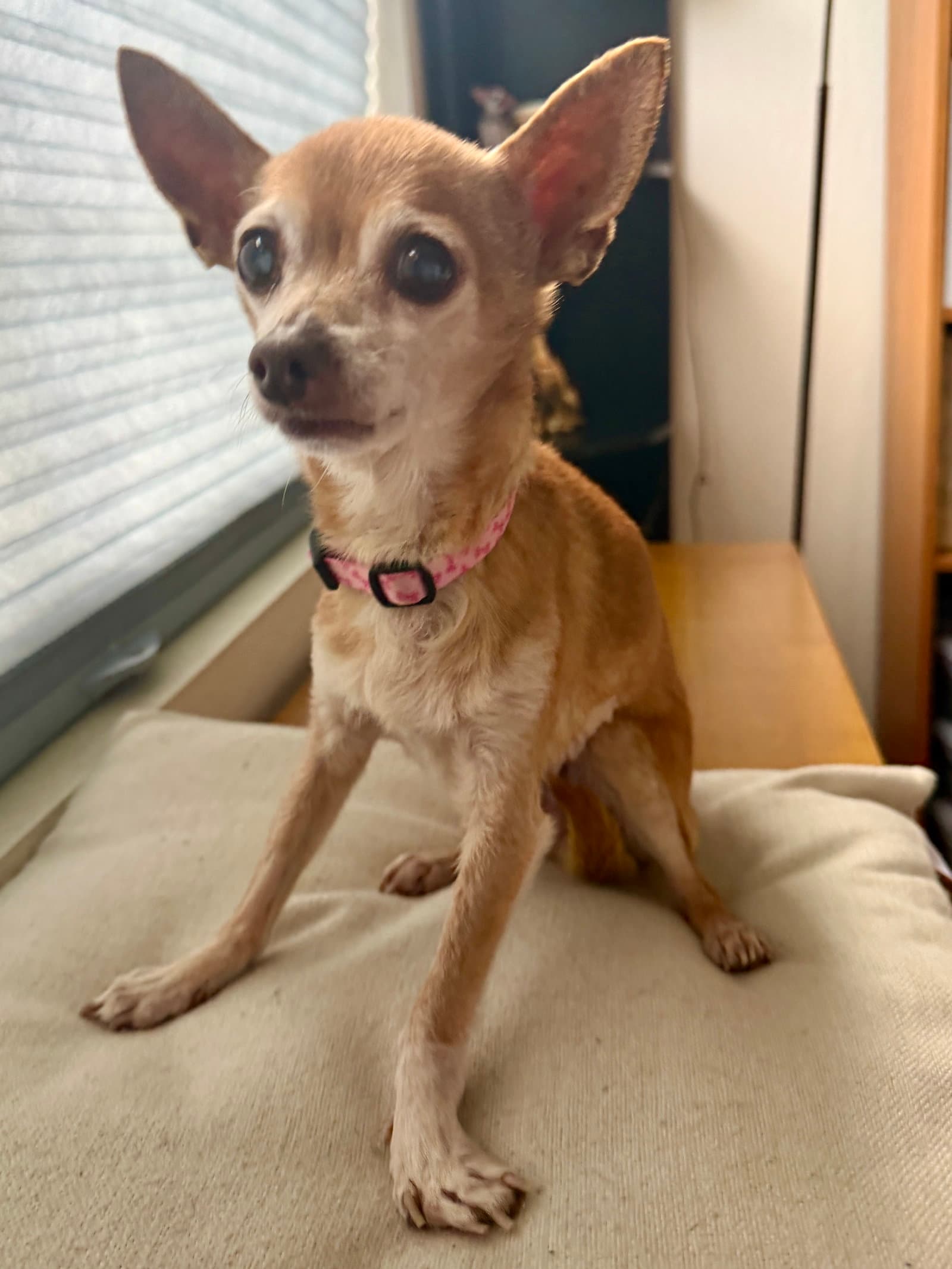 Cricket - Chihuahua