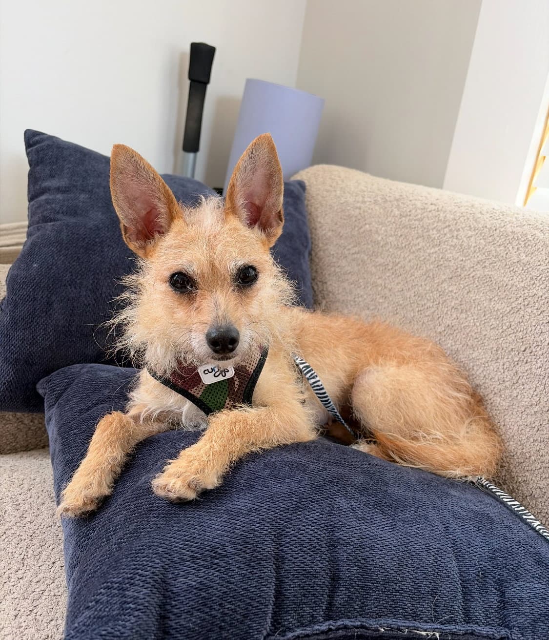 Pearl - Yorkshire Terrier Yorkie