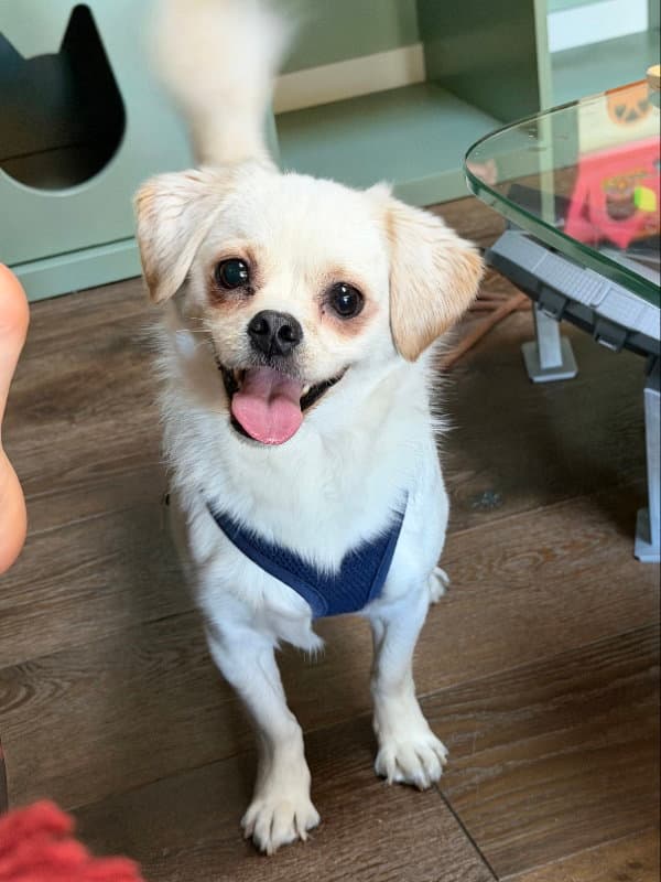 Sidecar - Pekingese