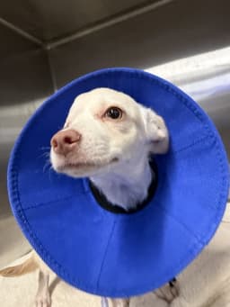 Puppy image 4