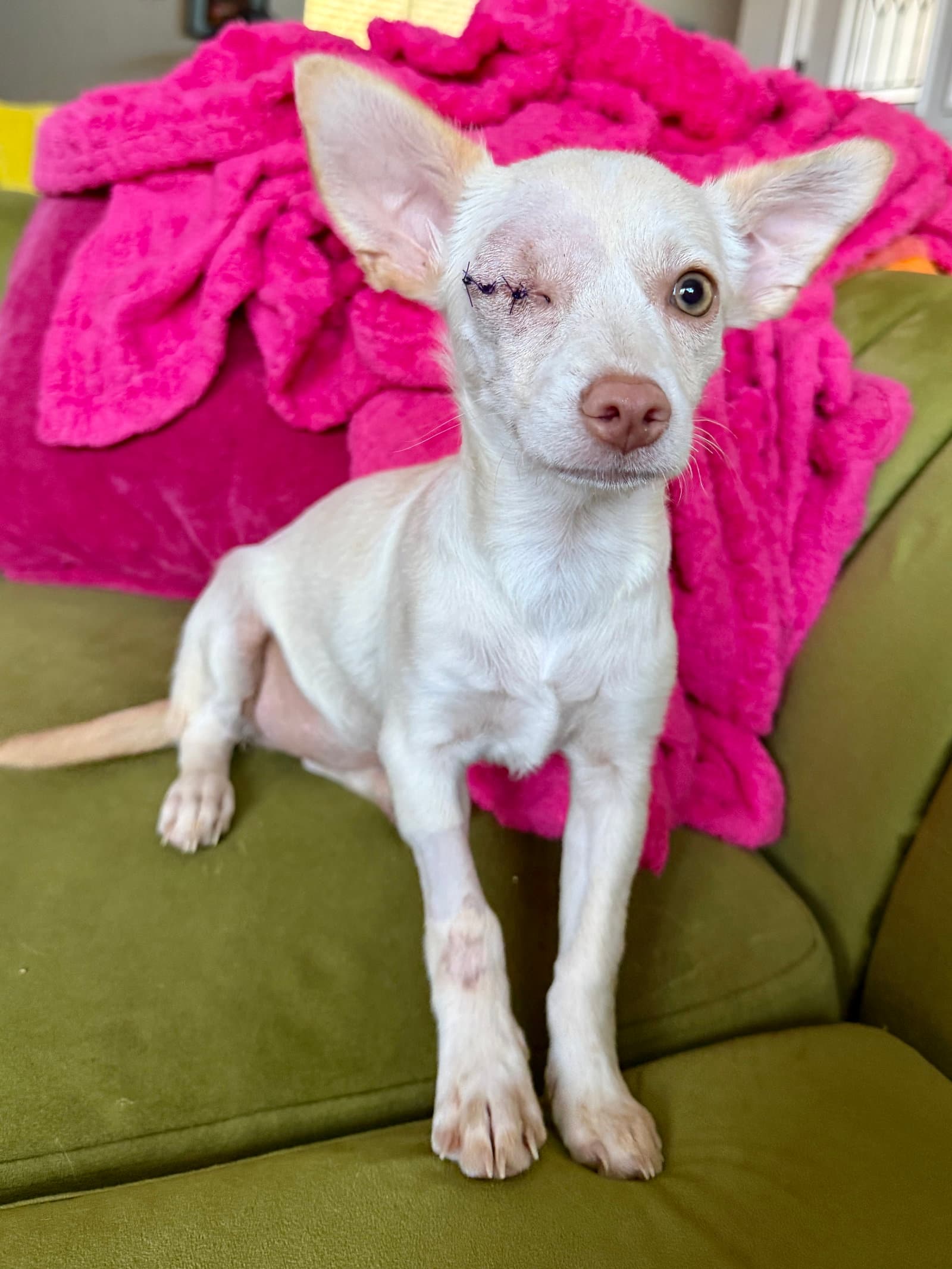 Puppy - Chihuahua