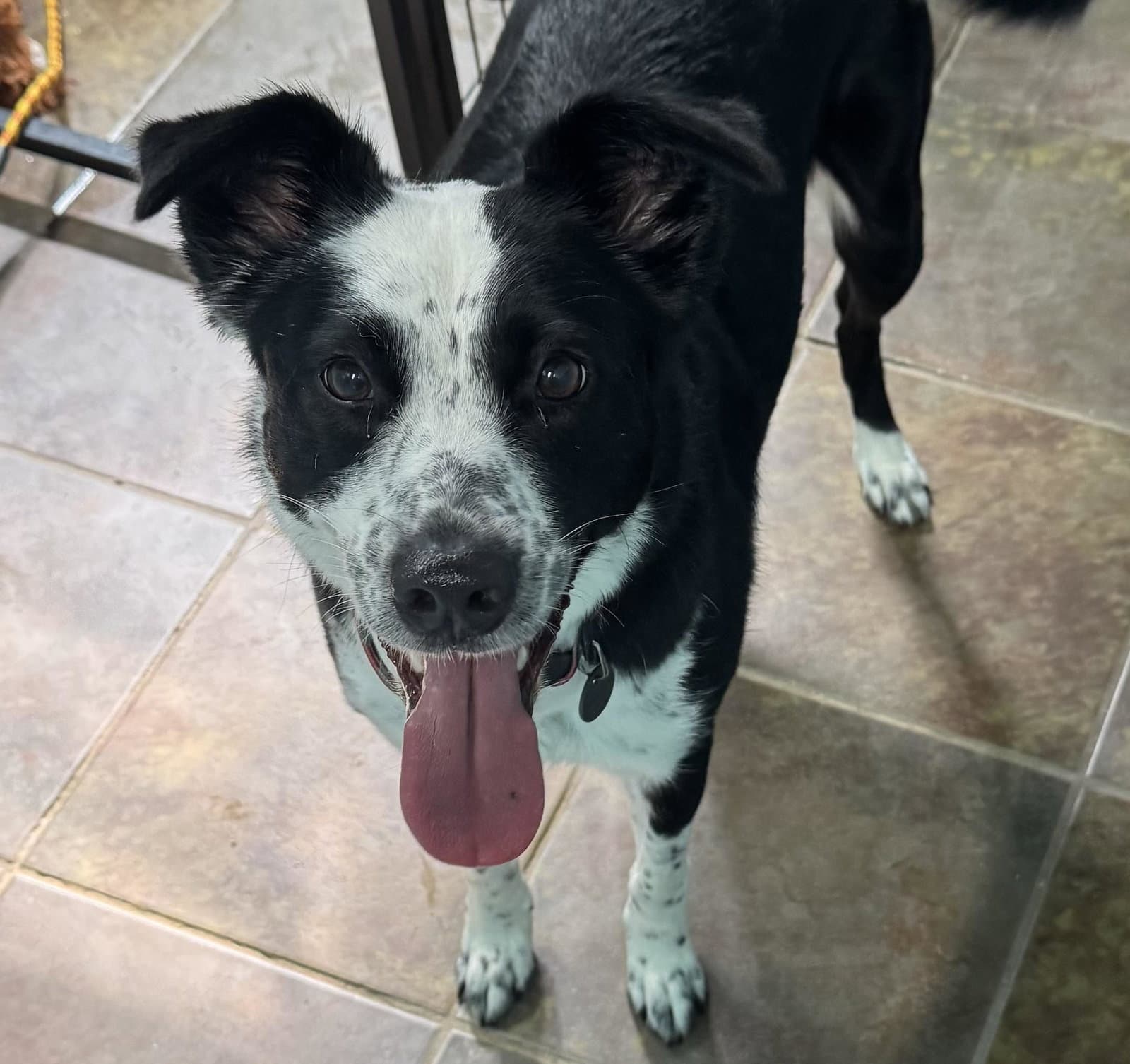 Harloe - Border Collie