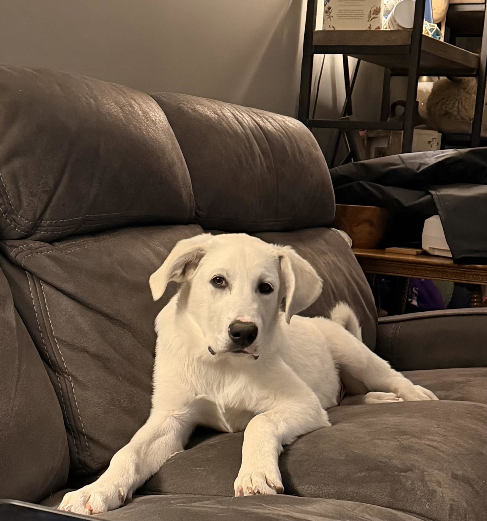 Marvel - Great Pyrenees