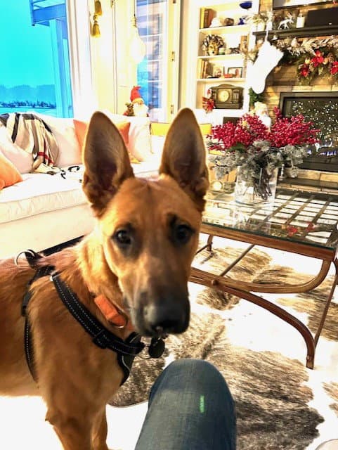 Winston - Ny - Courtesy Post - Belgian Shepherd Malinois