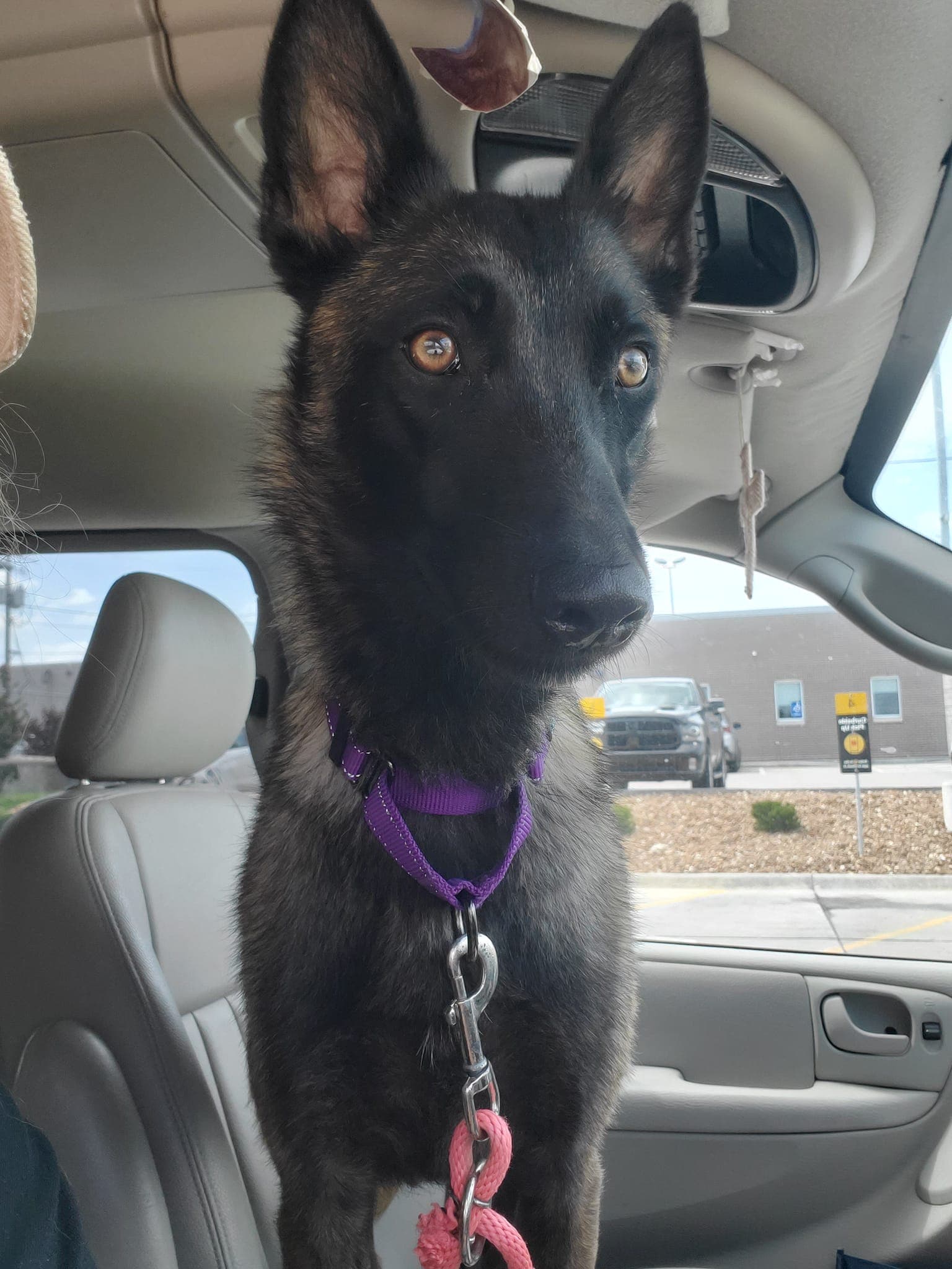 Nora - Kansas - Belgian Shepherd Malinois