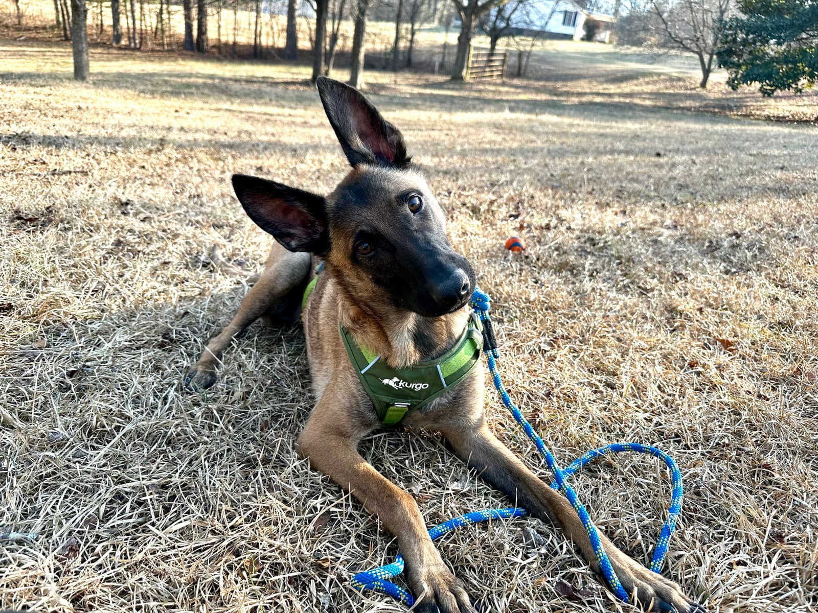 Lorcan Woodley - Sc - Belgian Shepherd Malinois