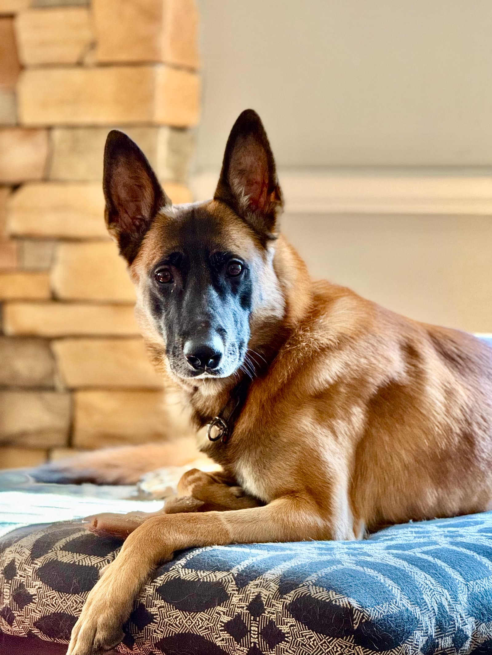 Fred - Nh - Belgian Shepherd Malinois