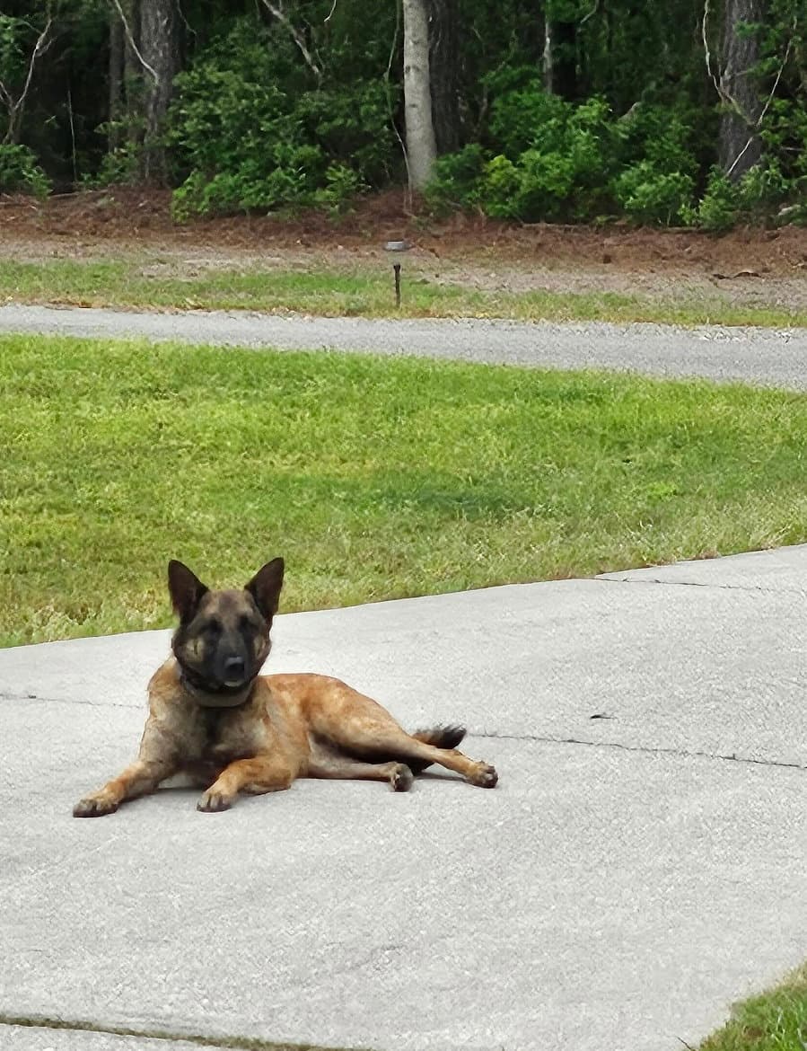 Bela Va - Belgian Shepherd Malinois