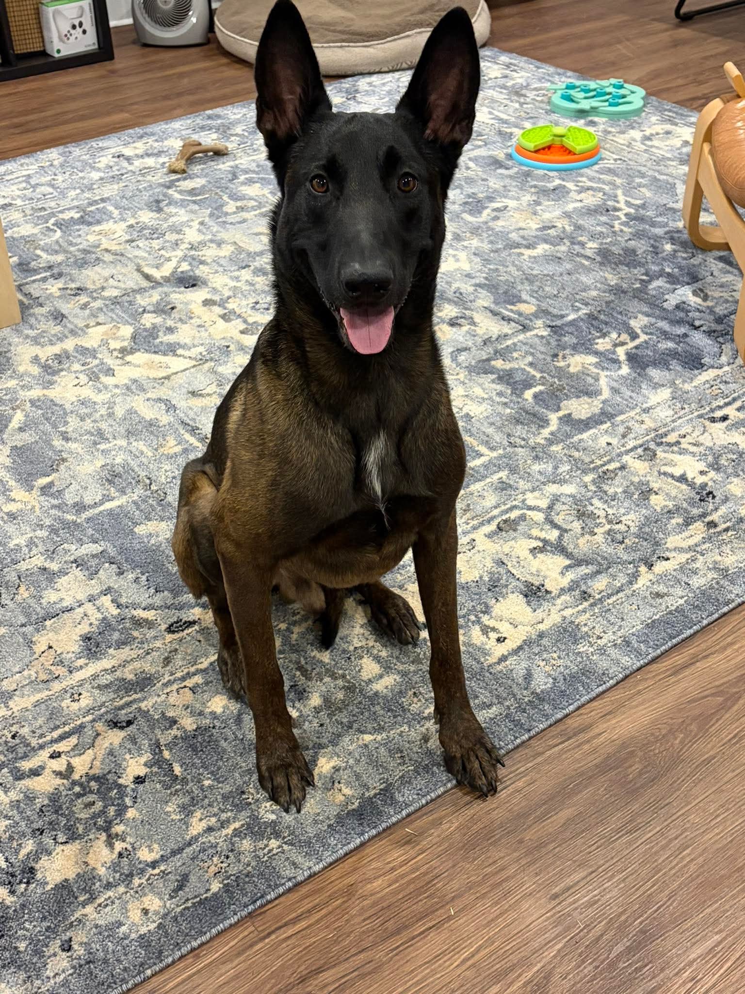 Echo - Ga - Belgian Shepherd Malinois